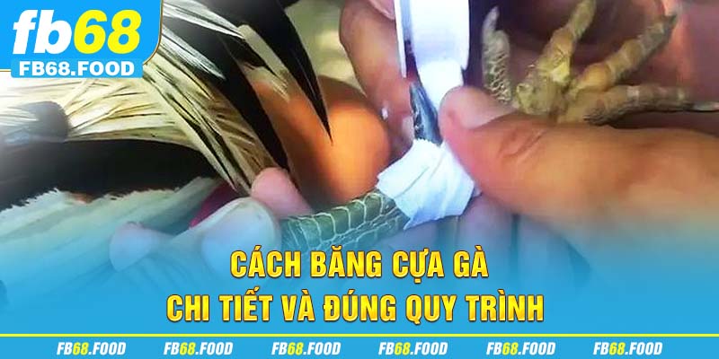Cách băng cựa gà chi tiết và đúng quy trình