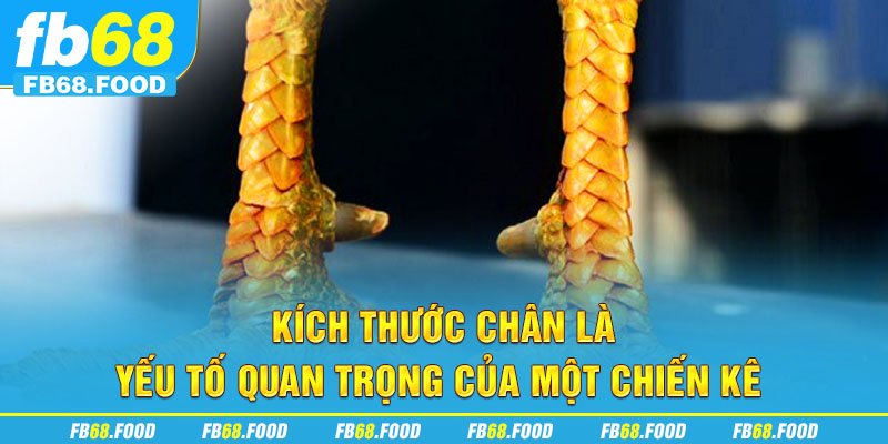 Kích thước chân là yếu tố quan trọng của một chiến kê