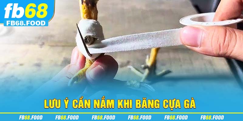 Lưu ý cần nắm khi băng cựa gà