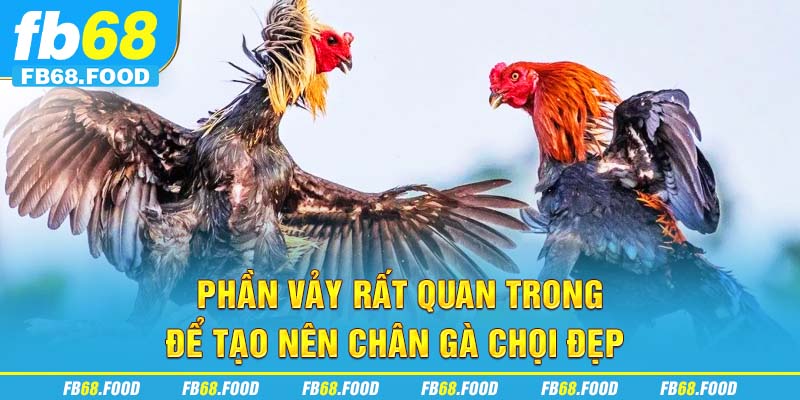 Phần vảy rất quan trong để tạo nên chân gà chọi đẹp